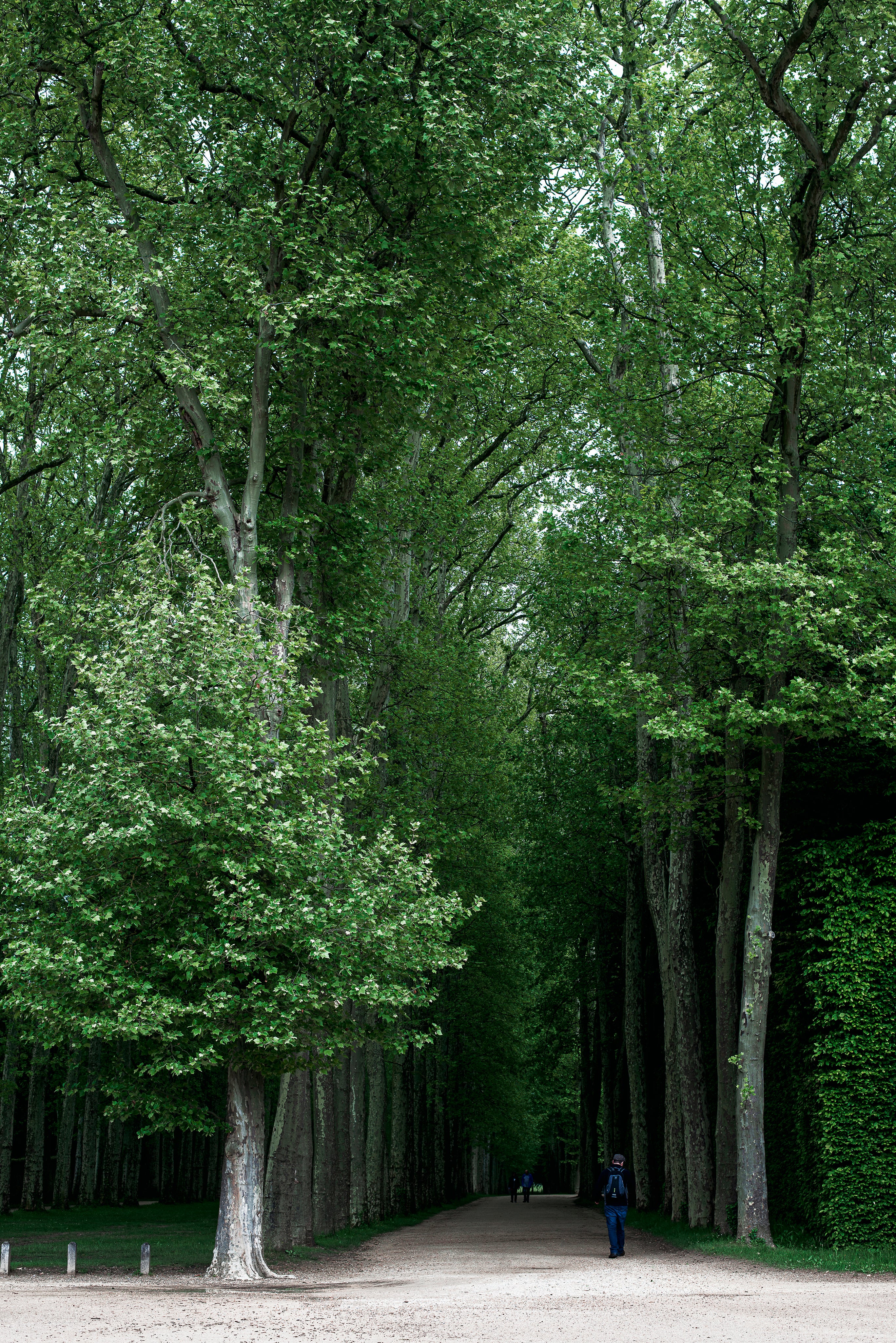 tall-green-trees-stand-along-a-path.jpg